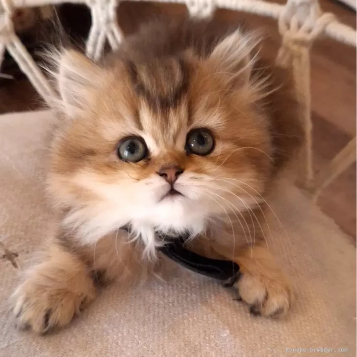 ペルシャ(チンチラ)【千葉県・女の子・2025年1月25日・ブラウンタビー】の写真1