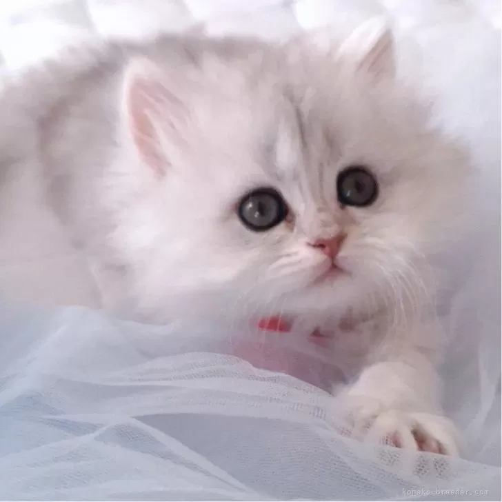 K.I 様のお迎えした子猫