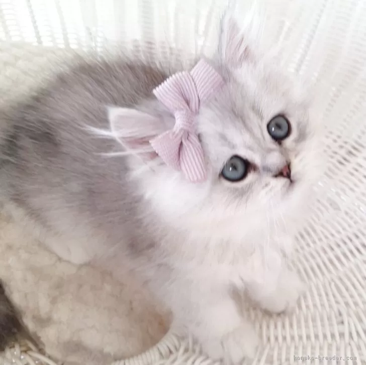 ID：2509-00092の子猫