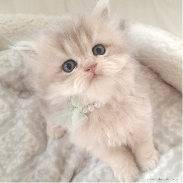 金華山チンチラゴールド&ブラウン&ダークレッド子犬 しゃけ様確認写真 金華山チンチラゴールド&ブラウン&ダークレッド子犬 しゃけ様