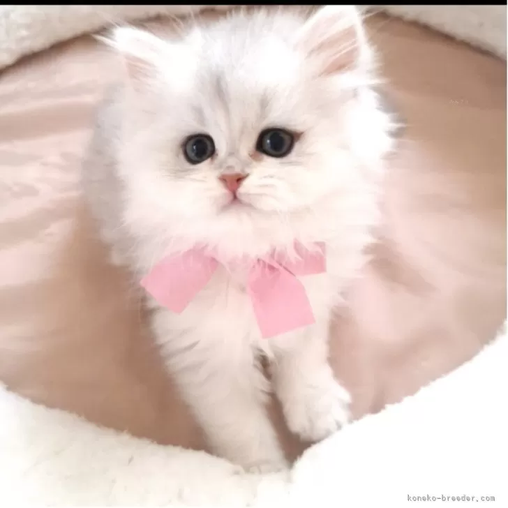 ID：2504-03093の子猫