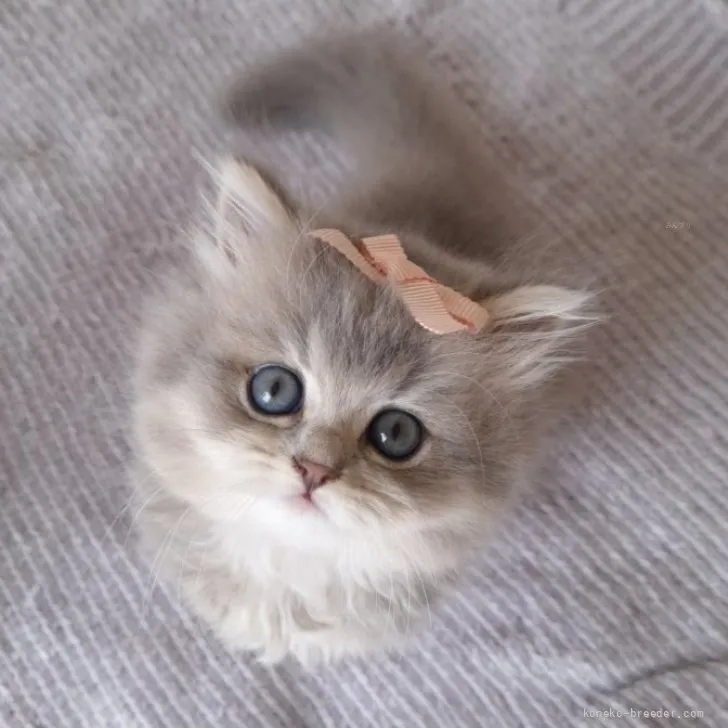 ID：2606-03022の子猫