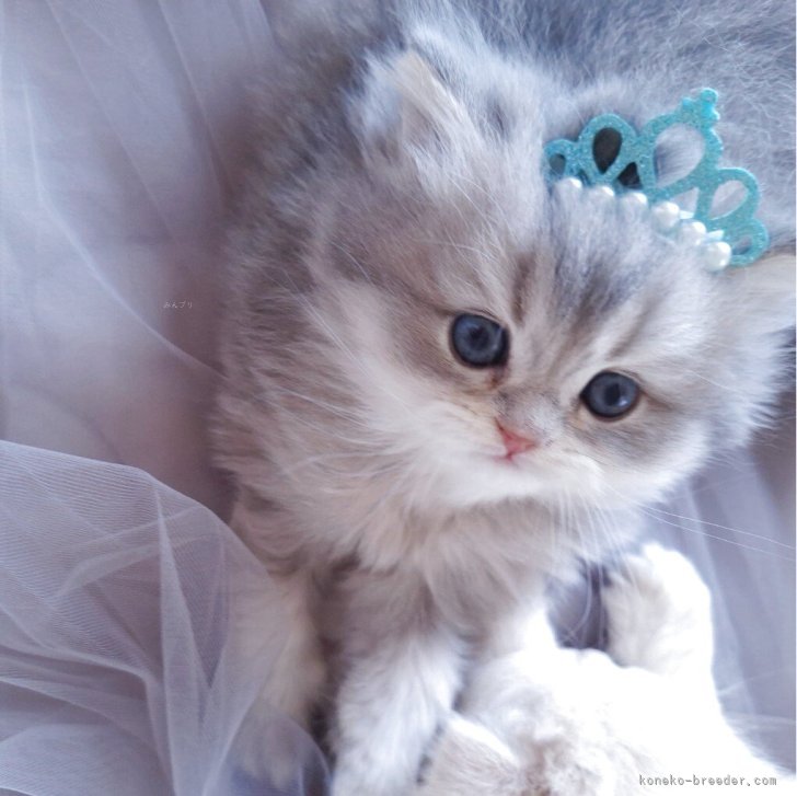 ブリーダー画像