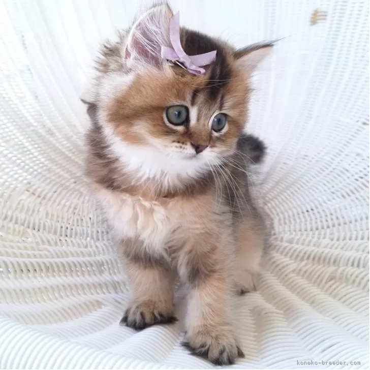 ID:2509-00091の子猫