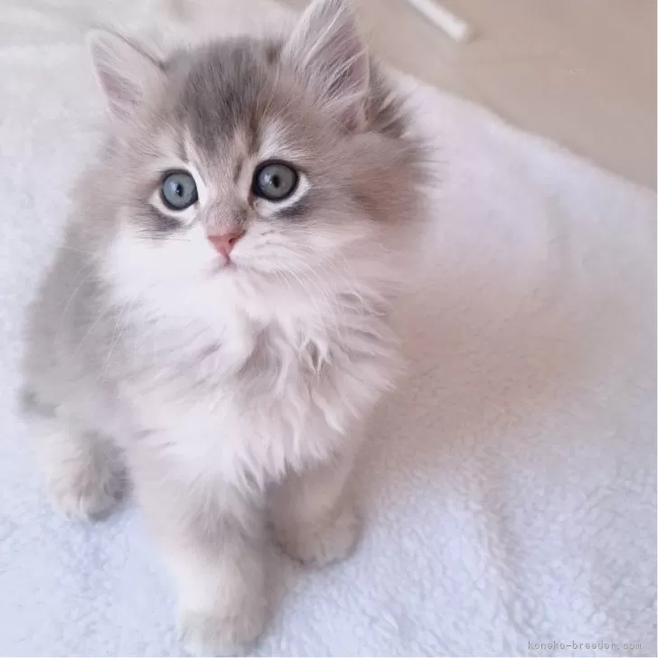 ID:2501-00815の子猫