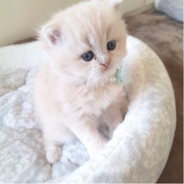 ミヌエット(長足)【千葉県・男の子・2025年10月13日・クリーム（ロング）】の写真「優しい顔立ちに優しいクリーム毛色の王子さま☆」