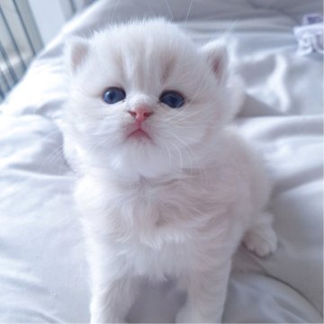 ミヌエット(長足)【千葉県・男の子・2025年10月13日・クリーム（ロング）】の写真「優しい顔立ちに優しいクリーム毛色の王子さま☆」