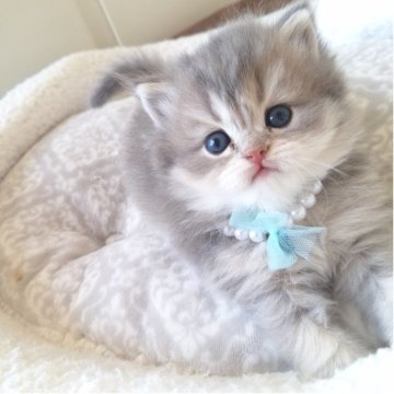 ミヌエット(長足)【千葉県・男の子・2025年10月13日・ブルークリーム（ロング）】の写真「と～ってもかわいい丸い顔だち♡淡いグレージュ毛色」