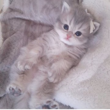 ミヌエット(長足)【千葉県・男の子・2025年10月13日・ブルークリーム（ロング）】の写真「と～ってもかわいい丸い顔だち♡淡いグレージュ毛色」