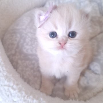 ミヌエット(長足)【千葉県・男の子・2025年10月13日・クリーム（ロング）】の写真「優しい顔立ちに優しいクリーム毛色の王子さま☆」