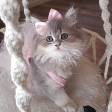 ペルシャ(チンチラ)【千葉県・女の子・2025年8月1日・ブルーチンチラゴールデン（ロング）】の写真「キレイなグレージュ毛色☆ストーカーレベルの甘えん坊」