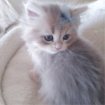 ペルシャ(チンチラ)【千葉県・男の子・2025年10月22日・ブルーゴールデン（ロング）】の写真「超希少ライラックグレージュ毛色☆困り顔♡」