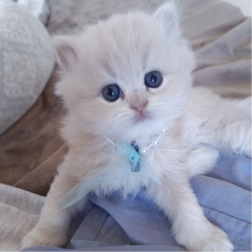 ミヌエット(長足)【千葉県・男の子・2025年10月13日・クリーム（ロング）】の写真「優しい顔立ちに優しいクリーム毛色の王子さま☆」