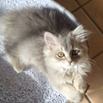 ペルシャ(チンチラ)【千葉県・女の子・2025年8月1日・ブルーチンチラゴールデン（ロング）】の写真「綺麗なグレージュ毛色にグリーンの瞳になります☆」