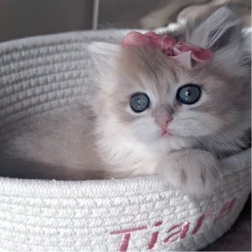 ペルシャ(チンチラ)【千葉県・女の子・2025年10月22日・ブルーゴールデン（ロング）】の写真「超希少なライラックグレージュ毛色☆グリーンの瞳☆」