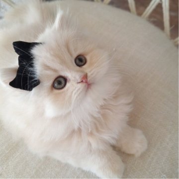 ミヌエット(長足)【千葉県・男の子・2025年10月13日・クリーム（ロング）】の写真「優しい顔立ちに優しいクリーム毛色の王子さま☆」