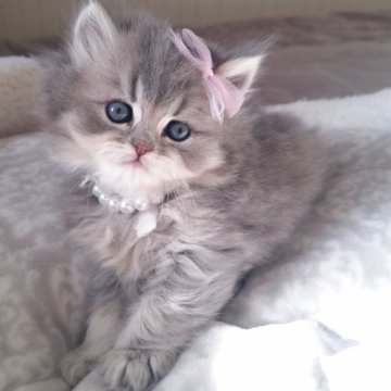 ミヌエット(長足)【千葉県・女の子・2025年11月2日・ブルー&ホワイト（ロング）】の写真「深めのクラシックなブルー毛色☆かわい～顔立ち♡」