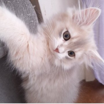 ペルシャ(チンチラ)【千葉県・男の子・2025年10月24日・ブルーゴールデン（ロング）】の写真「超希少ライラックグレージュ毛色☆困り顔♡」