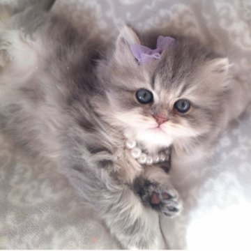 ミヌエット(長足)【千葉県・女の子・2025年11月2日・ブルー&ホワイト（ロング）】の写真「深めのクラシックなブルー毛色☆魅力的な顔立ち♡」