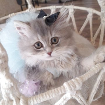 ペルシャ(チンチラ)【千葉県・女の子・2025年8月1日・ブルーチンチラゴールデン（ロング）】の写真「困り顔のかわい～顔立ち☆」