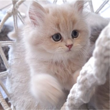 ミヌエット(長足)【千葉県・男の子・2025年5月3日・クリーム（ロング）】の写真「かわい〜顔立ち♡淡いクリーム毛色に濃いピンクのお鼻」