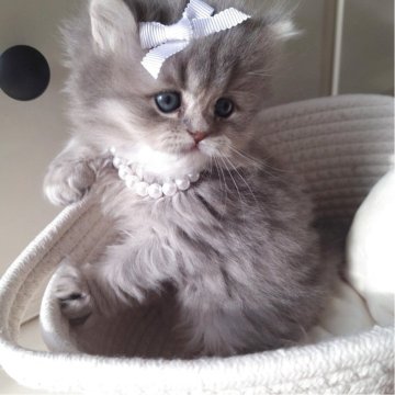 ミヌエット(長足)【千葉県・女の子・2025年11月2日・ブルー&ホワイト（ロング）】の写真「深めのクラシックなブルー毛色☆かわい～顔立ち♡」