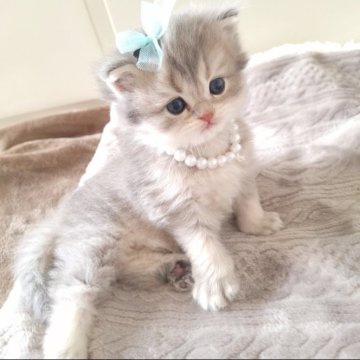 ミヌエット(長足)【千葉県・男の子・2025年10月13日・ブルークリーム（ロング）】の写真「と～ってもかわいい丸い顔だち♡淡いグレージュ毛色」