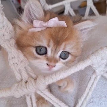 ペルシャ(チンチラ)【千葉県・女の子・2025年7月20日・ゴールデン（ロング）】の写真「アイラインくっきりお化粧したかの様なかわい～顔立ち」