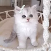 ペルシャ(チンチラ)