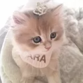 ペルシャ(チンチラ)