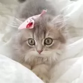 ミヌエット(短足)