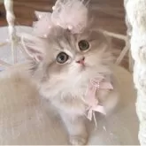 ペルシャ(チンチラ)