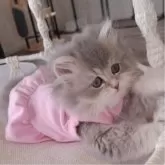 ペルシャ(チンチラ)