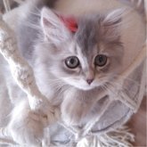 ペルシャ(チンチラ)