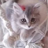 ペルシャ(チンチラ)