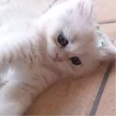 ペルシャ(チンチラ)