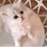 ペルシャ(チンチラ)