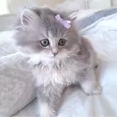 ペルシャ(チンチラ)