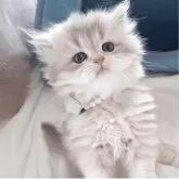 ペルシャ(チンチラ)