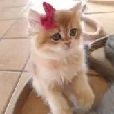 ペルシャ(チンチラ)