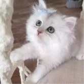 ペルシャ(チンチラ)