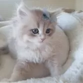 ペルシャ(チンチラ)