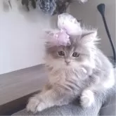 ペルシャ(チンチラ)
