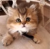 ペルシャ(チンチラ)【千葉県・女の子・2025年1月25日・ブラウンタビー】の写真1