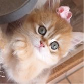 ペルシャ(チンチラ)