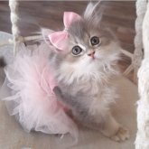 ペルシャ(チンチラ)