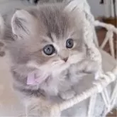 ペルシャ(チンチラ)