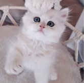 ペルシャ(チンチラ)