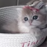 ペルシャ(チンチラ)