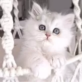 ペルシャ(チンチラ)
